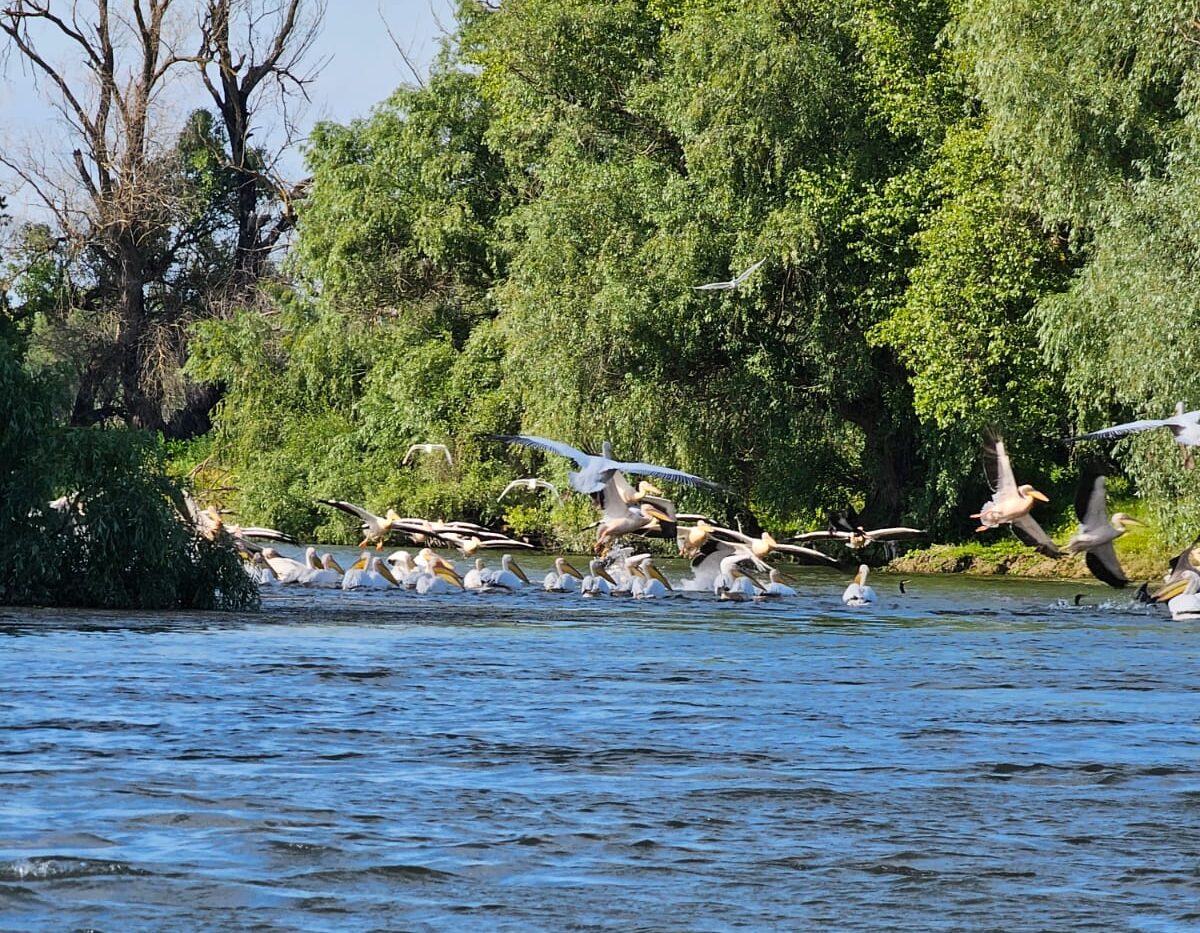 De ce Delta Dunării este unică în Europa